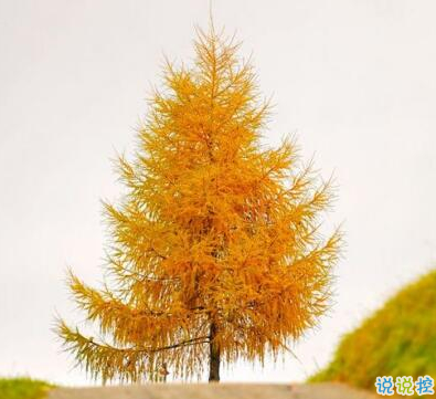 承蒙你出現(xiàn)，夠我喜歡好多年2