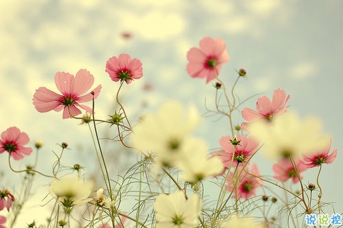 超暖心的朋友圈勵志說說帶圖片 致所有人的勵志說說值得收藏8