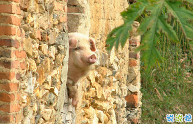 笑死人的搞笑說(shuō)說(shuō)超好玩：你以為有錢真的會(huì)快樂(lè)嗎11