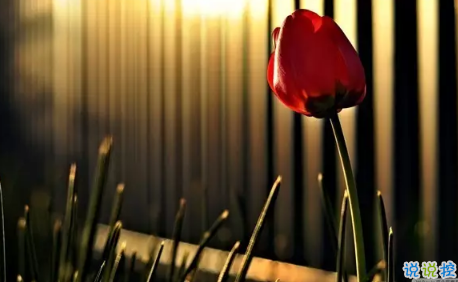 2018七夕情人節(jié)表白語錄超浪漫 很甜很撩人的七夕告白語錄1