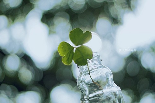 唯美又簡單的一句話說說帶圖片 你本是這世間獨一無二千般好6