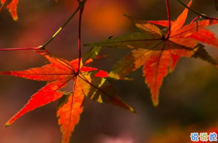 2019除夕說說大全帶圖片 除夕發(fā)朋友圈的祝福語說說句子13