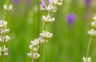 在夢里也會潸然淚下的說說帶圖 如果時光倒流峩捫能抓得住什么5