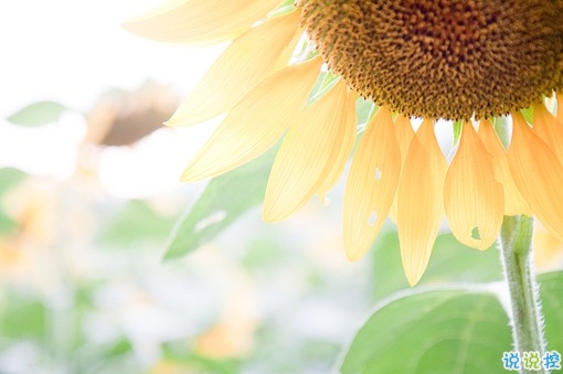 qq文字控愛情哲理說說帶圖片大全 路過了青春我們還剩下什么11