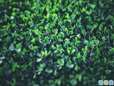 2019復(fù)活節(jié)祝福語英文大全帶翻譯配圖 復(fù)活節(jié)快樂說說致所有人6