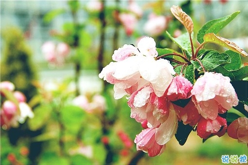 幸福情侶唯美說說帶圖片大全 我要陪你從新型安走到歸屬感和安全感9