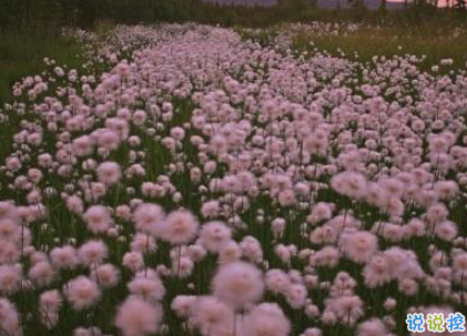 致自己的一句話個性說說帶圖片 想要訴說自己心情的說說10