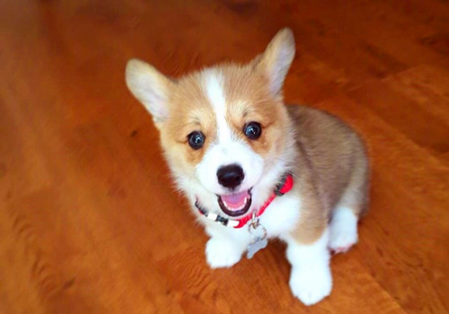 可以戳中中你笑點的搞笑說說帶圖片10