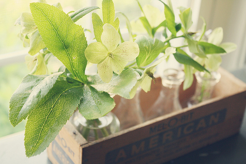 唯美溫暖的小清新句子帶圖片 你是天邊的霞光吞吐腳畔的薔薇含羞5