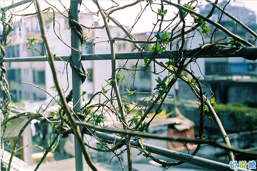 甜蜜情侶的戀愛愛情說說帶圖片 我相信星星會說話石頭會開花14