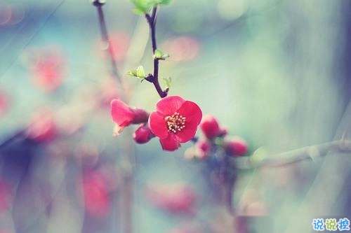 2019春分朋友圈早安祝福語帶圖片 春分唯美說說簡單一句話13