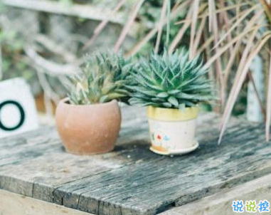 描寫春天的唯美句子帶圖片 2019適合春天的微信說(shuō)說(shuō)句子11