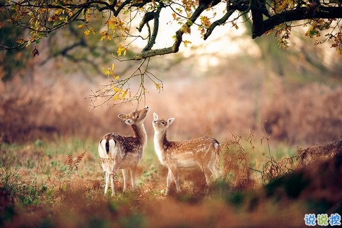 一顆心已經(jīng)傷痕累累的愛情說說 不敢再相信愛情的悲傷說說20198