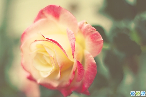 2019關(guān)于春分的微信說說帶圖片 春分節(jié)氣早安祝福語14