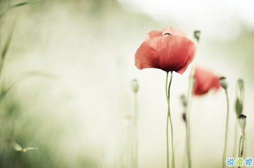 qq文字控愛情哲理說說帶圖片大全 路過了青春我們還剩下什么8