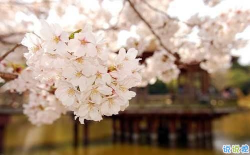 戀愛中寫給對象看的說說 2019最流行的情侶間情話真實(shí)浪漫1