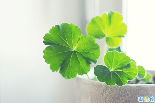 向女朋友求婚的話真實(shí)浪漫點(diǎn) 2019求婚句子大全簡單帶圖片12