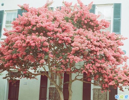 關于愛情中甜蜜和欣喜的說說帶圖片 承蒙你出現(xiàn)夠我喜歡好多年13