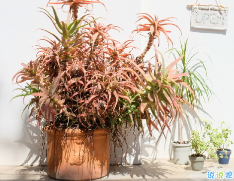 小清新文藝愛情個(gè)性說說 傻傻愛一個(gè)人的唯美說說2