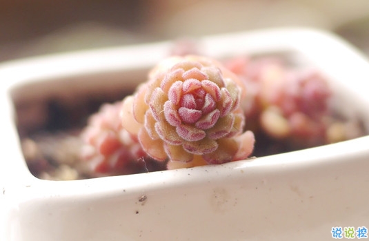 抖音比水還干凈的句子唯美又文藝 遺憾的是從沒被堅(jiān)定的選擇過3