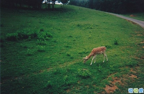 喜歡獨來獨往的人是怎樣的心理狀態(tài) 享受一個人的心情說說很特別2