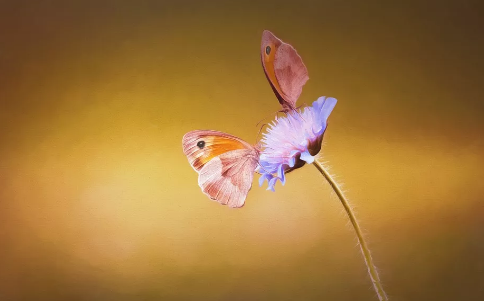 2018早安語(yǔ)錄新的一天帶圖片 唯美早安語(yǔ)錄圖片配圖值得收藏12