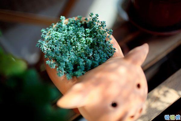 2019豬年初五迎財神心情短語 2019最新初五迎財神短信祝福語1