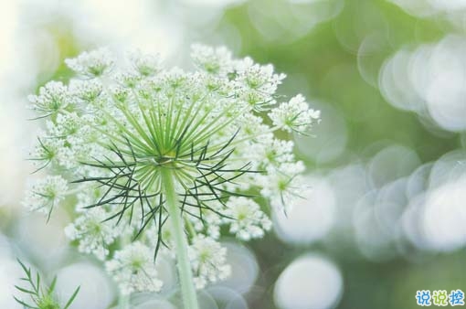 2019抖音經(jīng)典愛情說說帶圖片 長大后逐漸懂得的愛情道理3