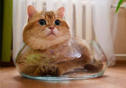 可以戳中中你笑點的搞笑說說帶圖片5