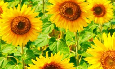 七月早安正能量勵志哲理說說帶圖 早安！七月！7