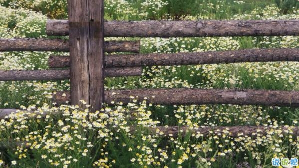 心里甜蜜蜜的愛情說說帶圖片 愛情說說一輩子只愛你1