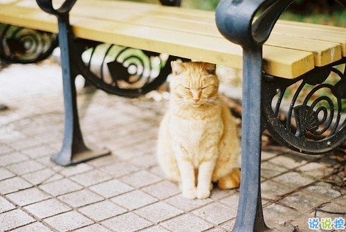 關(guān)于愛情的唯美句子情感真摯 甜甜蜜蜜的唯美句子2