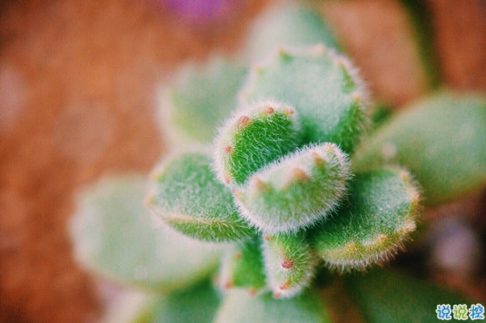 抖音比水還干凈的句子唯美又文藝 遺憾的是從沒被堅(jiān)定的選擇過2