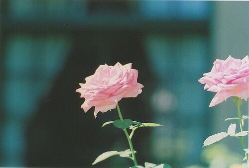 關(guān)于成長人生和愛情的美到讓人心碎的說說帶圖片7