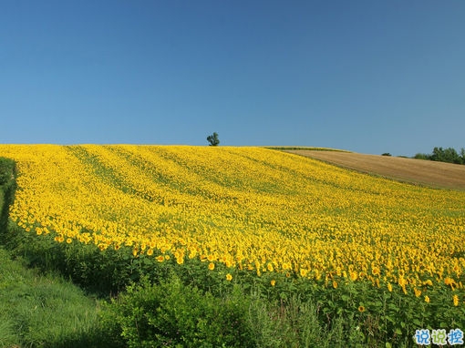 好聽(tīng)的一句話愛(ài)情句子2019 傷感的愛(ài)情句子一句話簡(jiǎn)單明了2