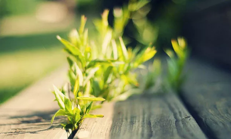 三毛經(jīng)典語錄愛情語錄大全集錦 50條三毛語錄關于愛情精選3