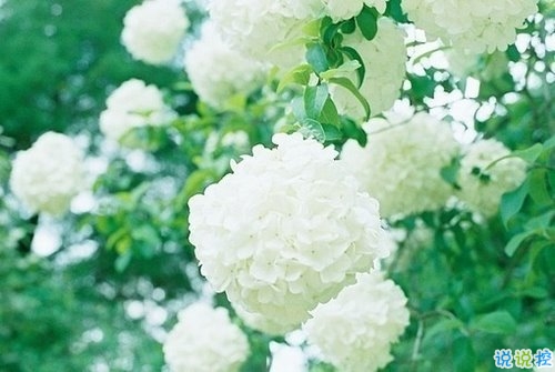 向女朋友求婚的話真實(shí)浪漫點(diǎn) 2019求婚句子大全簡單帶圖片15