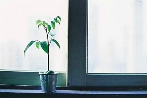 有哪些詩歌讀到后心里像開出了一朵花？1