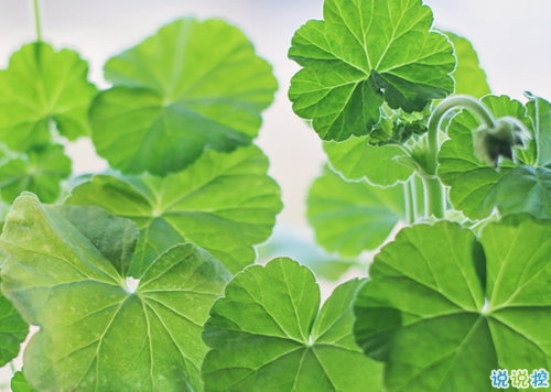 向女朋友求婚的話真實(shí)浪漫點(diǎn) 2019求婚句子大全簡單帶圖片10