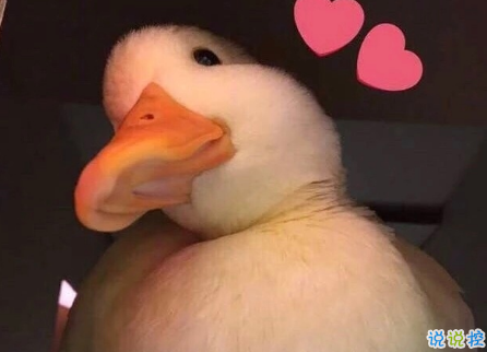 女生超甜的心情說說關于愛情帶圖片 很甜很撩的話適合發(fā)朋友圈配圖6