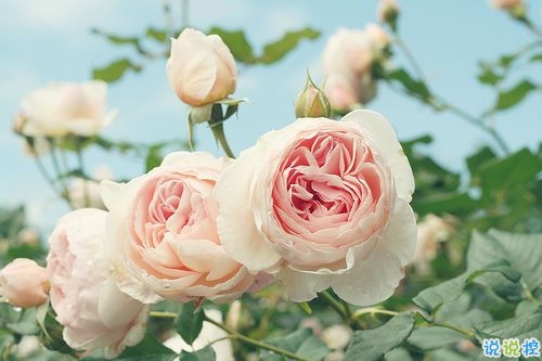 內(nèi)心煎熬的傷感說(shuō)說(shuō)帶圖片 始終無(wú)法忘記他的虐心說(shuō)說(shuō)9