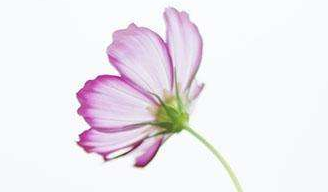 在夢里也會潸然淚下的說說帶圖 如果時光倒流峩捫能抓得住什么11