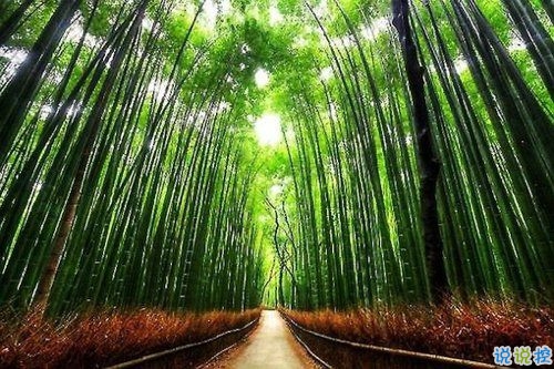 選擇放棄的傷感愛情說說帶圖片 描述對愛情感到無奈的說說8