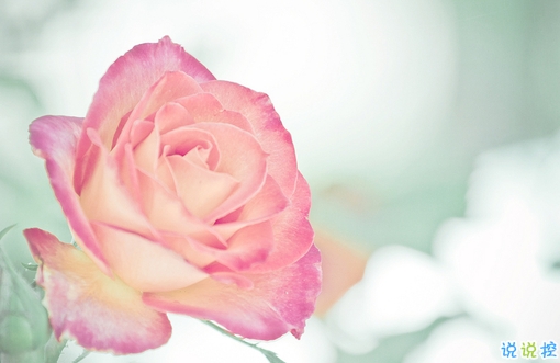 高冷超拽個性說說大全 抖音酷到?jīng)]朋友的說說2