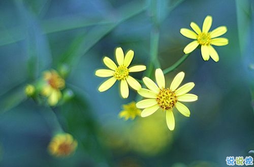 傷感說(shuō)說(shuō)大全簡(jiǎn)短精辟 聚散都不由我1