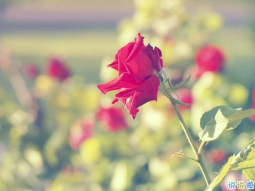 2019春分朋友圈早安祝福語帶圖片 春分唯美說說簡單一句話14