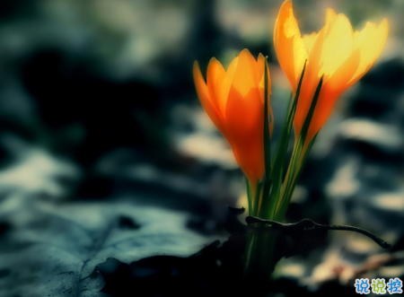 微信朋友圈治愈系早安心語說說 溫暖小清新早安說說大全2