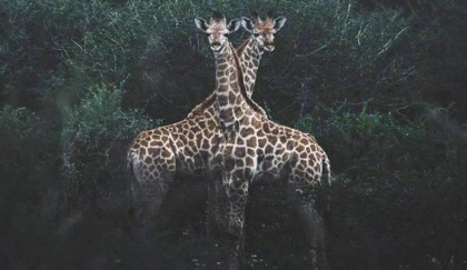 忽而夏至的悲傷日記的傷感說說配圖 你最美的青春都在陪他吃苦2