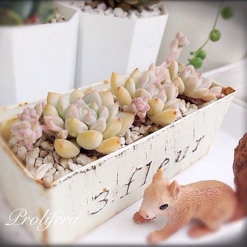 唯美溫暖的小清新句子帶圖片 你是天邊的霞光吞吐腳畔的薔薇含羞13