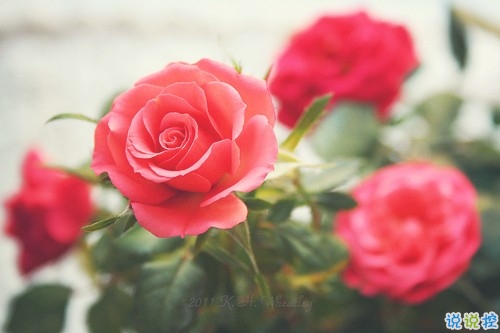 女生愛情說(shuō)說(shuō)幸福甜甜蜜蜜帶圖片 qq幸福說(shuō)說(shuō)一句話大全超簡(jiǎn)單11